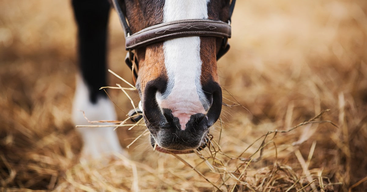 A close-up of a horse's muzzle as they're eating hay from the ground. The horse has a brown and white coat.